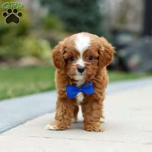 Archie, Cavapoo Puppy